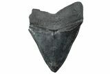 Serrated, Fossil Megalodon Tooth - South Carolina #239811-2